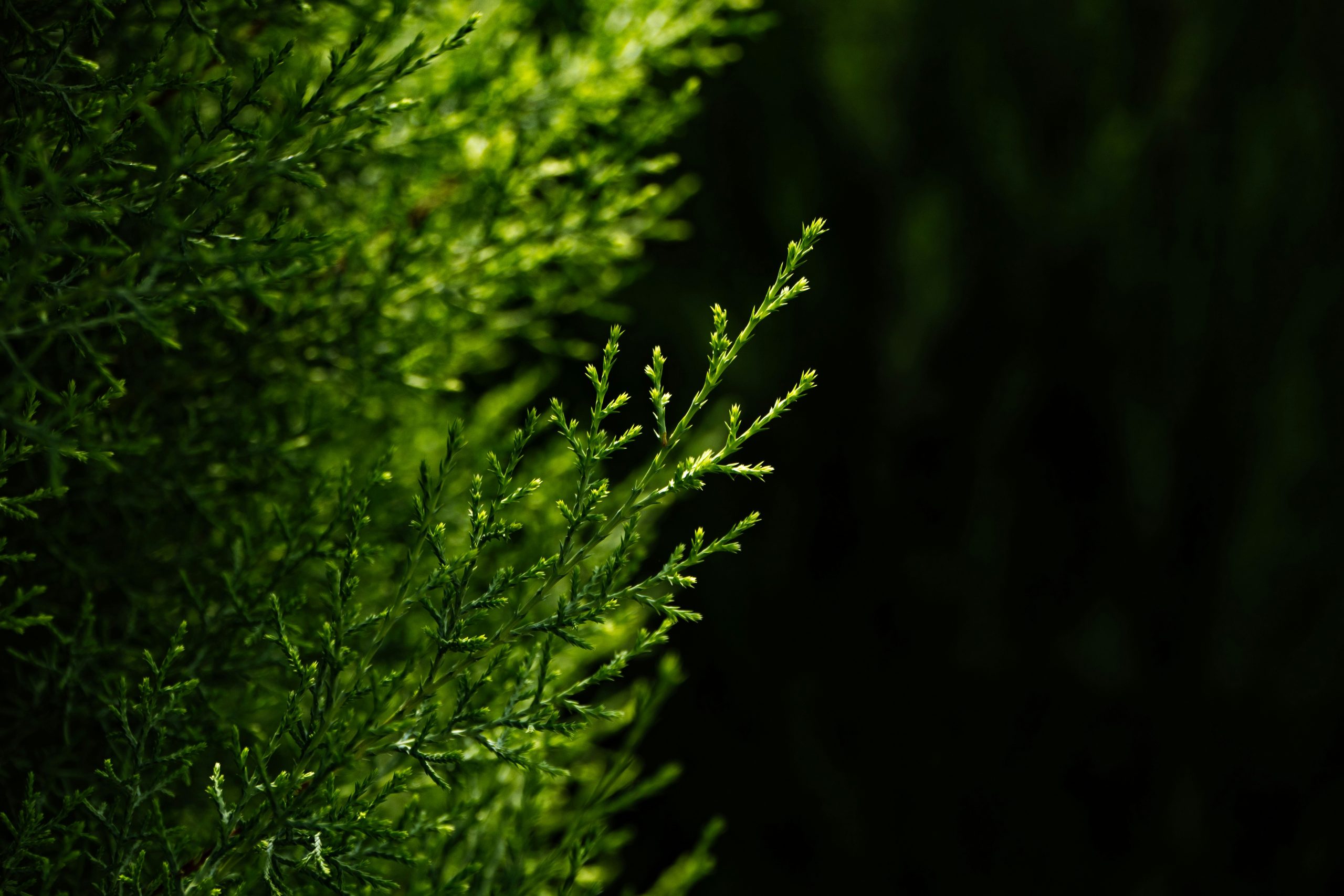 Spol & Industriservice har förvärvats av Renall